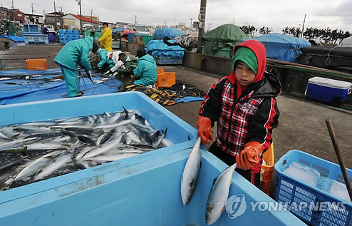 후쿠시마 원전사고 당시 어획물을 정리하는 소녀 