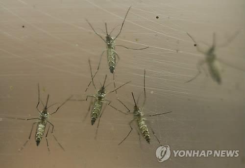 지카바이러스를 옮기는 이집트 숲모기