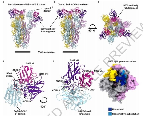 코로나19 바이러스와 'S309' 항체 결합 구조 [Nature 논문 발췌