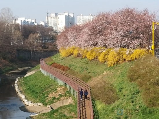 서울 서초구 반포천 벚꽃길 전경