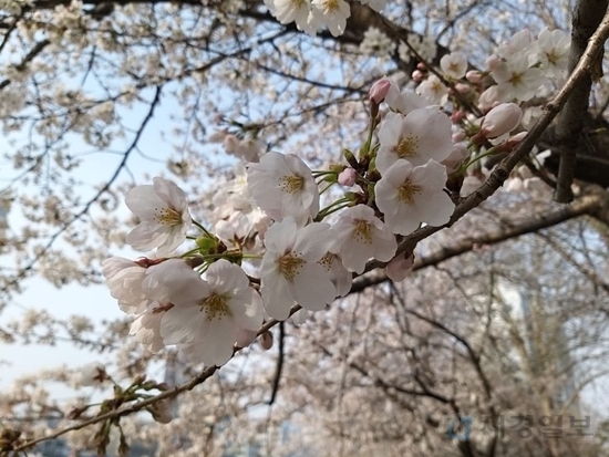 반포천 일대의 만개한 벚꽃