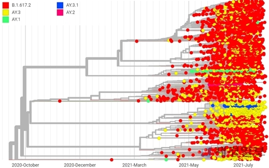 델타 변이 바이러스 계통발생(Phylogeny) 그래프
