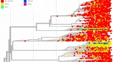 델타 변이 바이러스 계통발생(Phylogeny) 그래프 썸네일