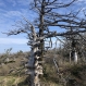 한라산 구상나무 고사목