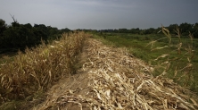 중국 장시성, 가뭄에 시든 옥수수 [EPA/연합뉴스 제공]