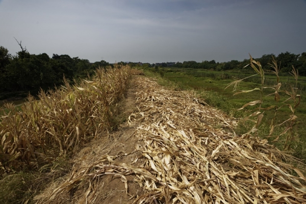 중국 장시성, 가뭄에 시든 옥수수 [EPA/연합뉴스 제공]