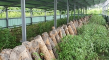 태양광 발전시설 아래 가짜 버섯재배농장