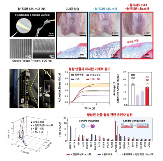 전남대 연구팀이 개발한 연골 치료용 첨단 나노소재