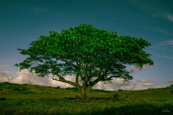 이열(Yoll Lee) 사진전 '녹색낙원_피지, Green paradise_Fiji'