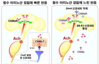 고기가 당기는 과학적 이유 밝혀졌다…IBS, 단백질 부족 알리는 ‘장-뇌 축’ 규명