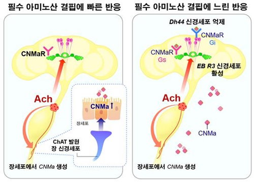 고기가 당기는 과학적 이유 밝혀졌다&hellip;IBS, 단백질 부족 알리는 &lsquo;장-뇌 축&rsquo; 규명