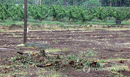 충북 과수화상병 일주일 새 13곳 확산, 청주 미원면 사과 농가 무더기 확진에 방역 비상