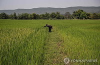 전 세계 벼논 온실가스 배출 60년 새 2배 폭증... 연간 11억t 달해