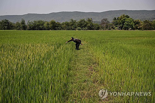 전 세계 벼논 온실가스 배출 60년 새 2배 폭증... 연간 11억t 달해