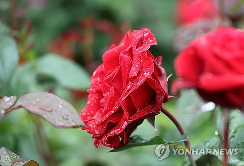대구&middot;경북 전역 낮까지 5mm 미만 산발적 강수&hellip;최고기온 23도 머물며 흐린 날씨 지속