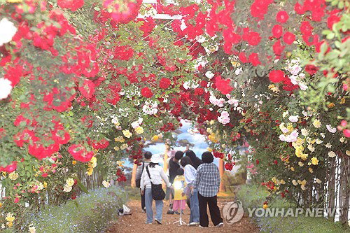 제주 평년 웃도는 초여름 기온 기록, 내일부터 '매우 강한 비' 예보에 안전 관리 비상