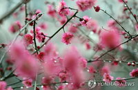 대구·경북 전역 늦은 오후까지 비… 가시거리 단축에 따른 교통안전 확보 긴요