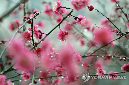 대구&middot;경북 전역 늦은 오후까지 비&hellip; 가시거리 단축에 따른 교통안전 확보 긴요