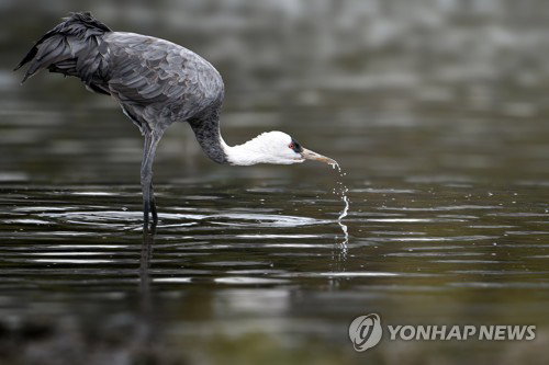 울산시, 2026년 &lsquo;새 통신원&rsquo; 20명 모집&hellip;시민 참여형 생태계 감시망 강화한다