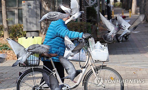 서울시 도심 비둘기 먹이 주기 금지 38곳 단속 강화...위반 시 최대 100만원 과태료
