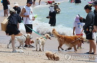 냉면 먹는 개와 빙수 즐기는 고양이, '펫 휴머니제이션'이 재편한 여름 소비 지도