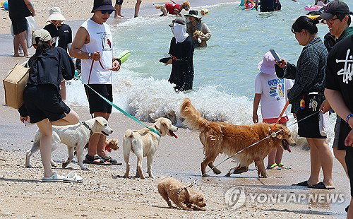 냉면 먹는 개와 빙수 즐기는 고양이, '펫 휴머니제이션'이 재편한 여름 소비 지도