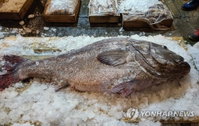 부산 앞바다서 164㎝ '전설의 돗돔' 포획... 77㎏ 대물의 귀환과 섭취 주의보