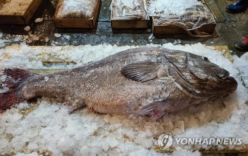 부산 앞바다서 164㎝ '전설의 돗돔' 포획... 77㎏ 대물의 귀환과 섭취 주의보