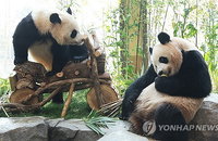 루이바오·후이바오 올겨울 중국행 확정…아이바오 세 번째 임신 '희비 교차'