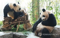 루이·후이바오 올겨울 중국 귀환 협의 착수…아이바오 세 번째 임신 가능성 포착