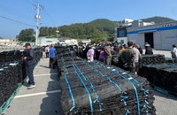 '전국 생산량 66%' 완도 건다시마 위판 개시... 1㎏당 최고 9700원 낙찰