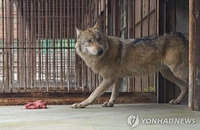 늑대 탈출한 오월드, '제 얼굴 제가 때리는' 자체감사 논란