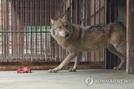 늑대 탈출한 오월드, '제 얼굴 제가 때리는' 자체감사 논란