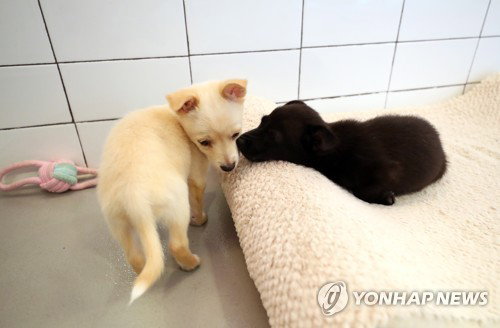정읍시, 유기동물 입양하면 보험료 '최대 15만원' 지원