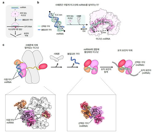아고넛 원리 세계 최초 규명, 난치병 RNA 치료 새 지평