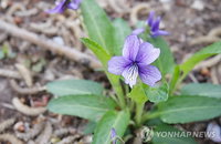 흔한 제비꽃이 품은 2~5m 발사 비밀... 미래 유연 로봇 새 지평 열다