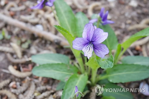 흔한 제비꽃이 품은 2~5m 발사 비밀... 미래 유연 로봇 새 지평 열다