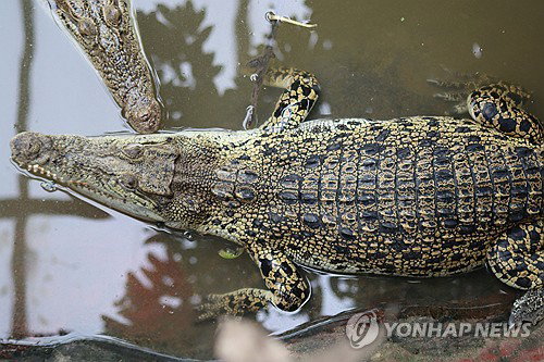 '악어 우리에 던져진' 3세 남아 중상…학습장애 30대 보석 석방 '미스터리'