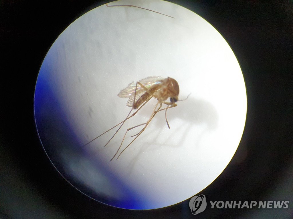 기후변화에 모기도 빨라졌다…세종서 일본뇌염 매개 모기 '한 달 일찍' 출현