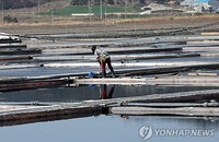 '착취 오명 벗고 관세 피할까'…전남 염전 714곳 대대적 조사
