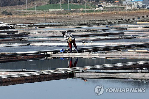 '착취 오명 벗고 관세 피할까'…전남 염전 714곳 대대적 조사