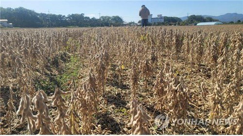 농식품부, 국산콩 6만5천톤 푼다…물가·수요 '두 마리 토끼' 사냥