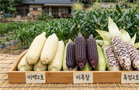 160억 K-디저트 홍천 찰옥수수, 2026년 여름 첫 수확