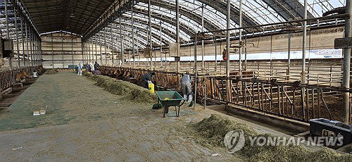 '심각' 예천 구제역, 4번째 확진…48시간 이동 '올스톱'