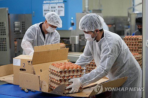 1212억 계란 혈세…정부 'AI' vs 업계 '규제' 공방