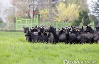 충남 염소 농가, '10년 기다림' 직불금 오늘부터 신청…경영 숨통 트이나