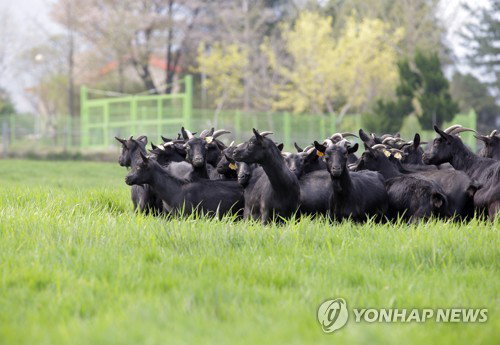 충남 염소 농가, '10년 기다림' 직불금 오늘부터 신청…경영 숨통 트이나