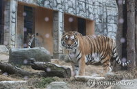 청주동물원 '호랑이 멸종'…20년 호순이 안녕