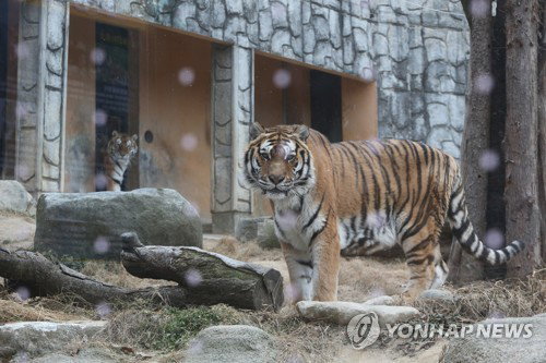 청주동물원 '호랑이 멸종'…20년 호순이 안녕