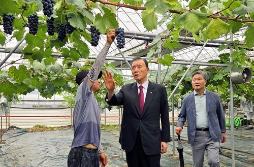 포도 혁명 예고? 김천 강타한 '요엘여봉'의 비밀